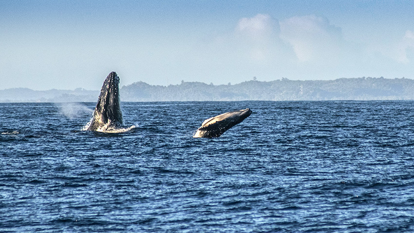 2019.8.7馬達(dá)加斯加風(fēng)光及觀鯨魚(yú)攝影團(tuán)