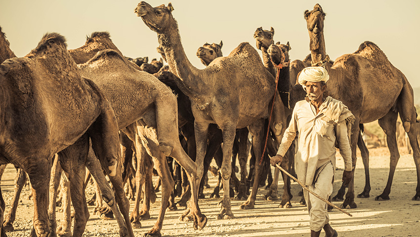 2025.10.27 印度駱駝節(jié)及瓦納納西油燈節(jié)攝影團(tuán)