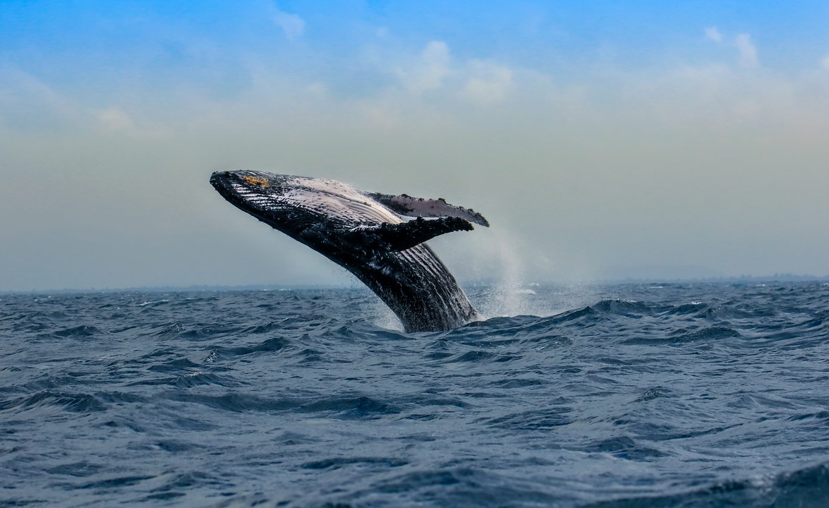 2026.7.24 馬達(dá)加斯加風(fēng)光、動(dòng)物、鯨魚(yú)攝影團(tuán)