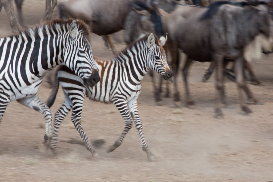 214818t25nptnwdzppfxxl