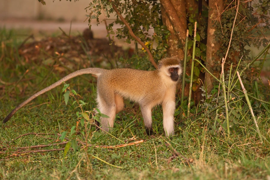 1950107tuwnut17uupwjuw