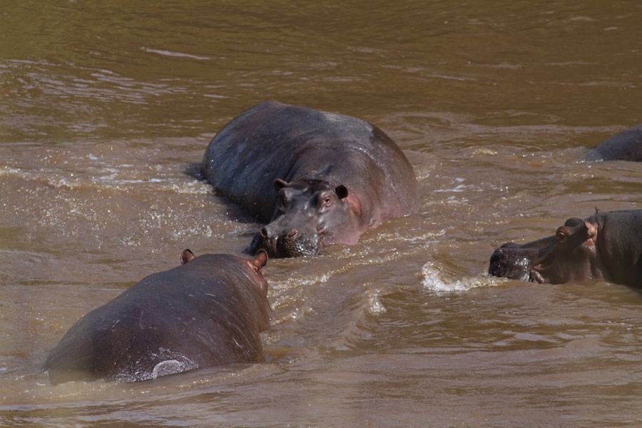 020622d14eit54odfa5dz5