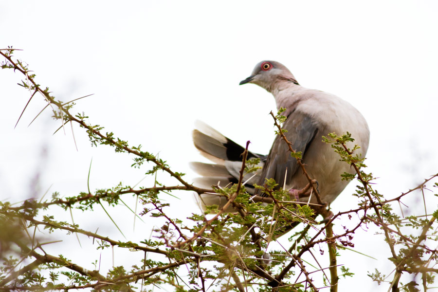 231817mu8vgu1u5es1uv1h