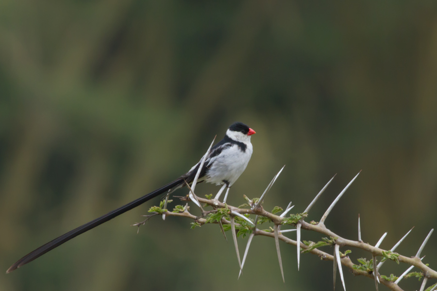 194336z8frlcleccuufncf