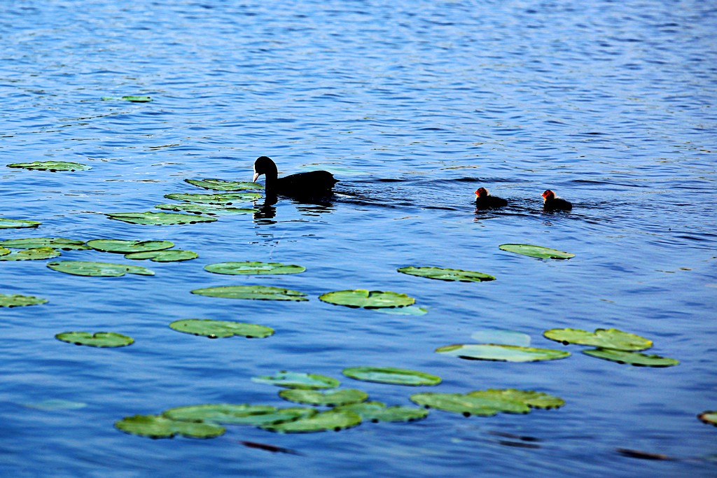 100935fzjmo9inoczatotg