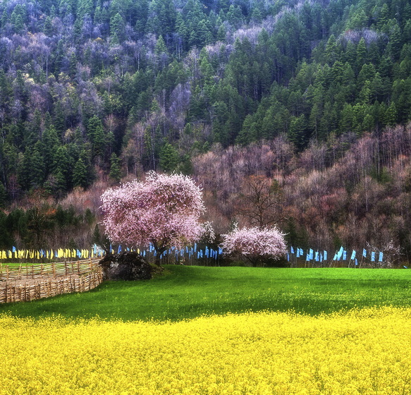 2025.3.25 桃花源記：林芝桃花、然烏冰川、雅魯藏布春色攝影團