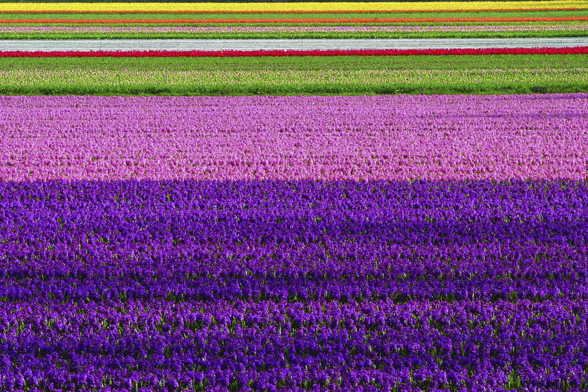 2025.4.18荷蘭郁金香花季及國(guó)王節(jié)狂歡攝影團(tuán)