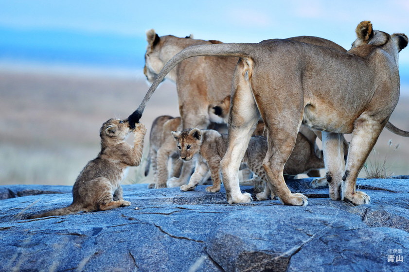 2024.9.5 坦桑尼亞馬拉河畔“天國之渡”攝影團(tuán)