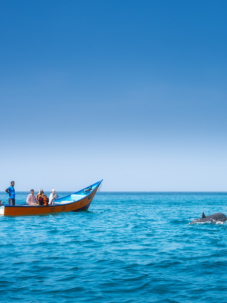 卡西利亞觀海豚