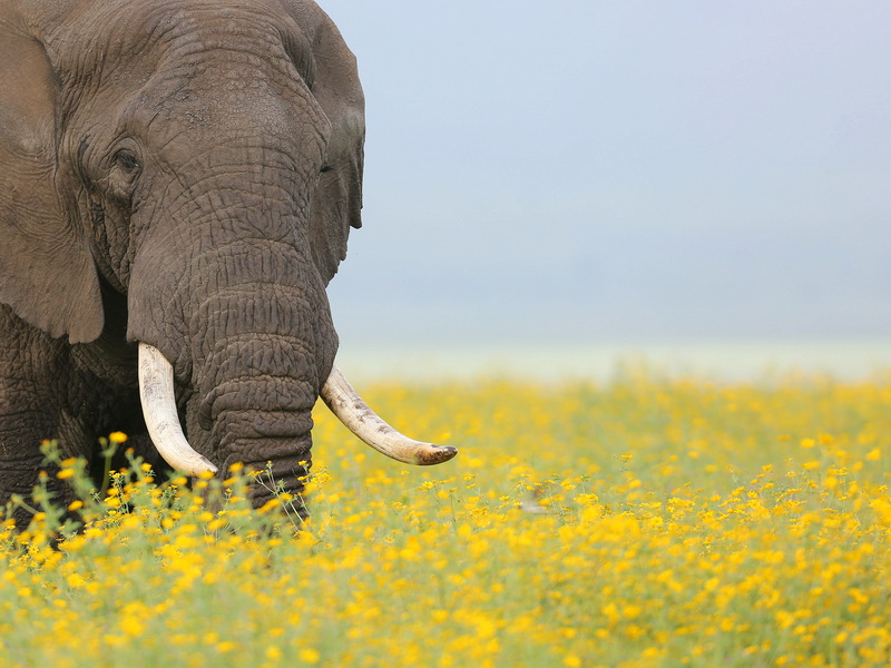 2025.4.22 坦桑尼亞野生動(dòng)物Safari深度攝影團(tuán)——花開的季節(jié)