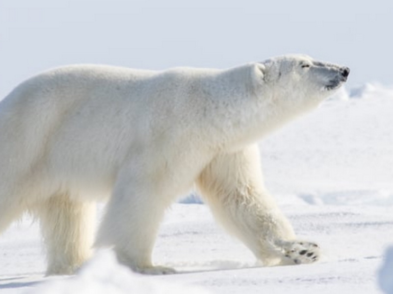 2025.3.23 北極熊與冰川：加拿大巴芬島春季探險攝影團
