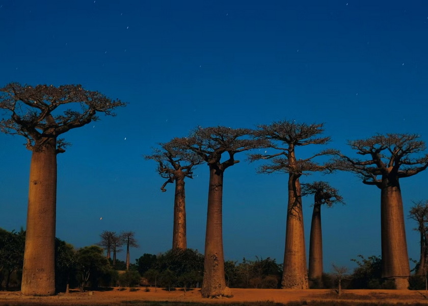 猴面包樹大道-7