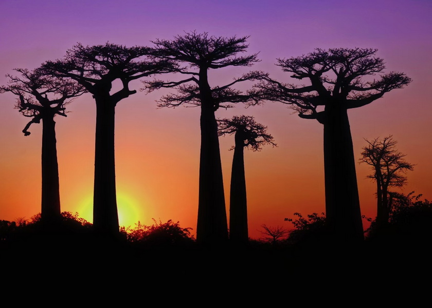 猴面包樹大道-1